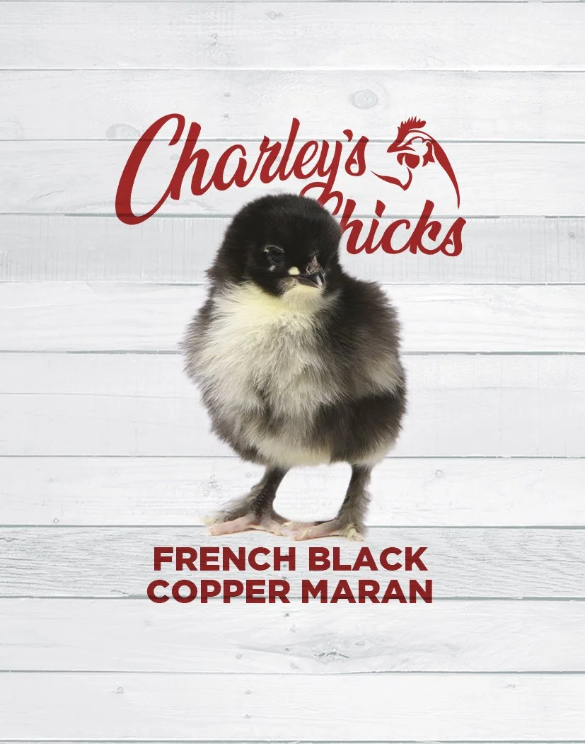 FRENCH BLACK COPPER_SITE FEATURED IMAGE.jpg