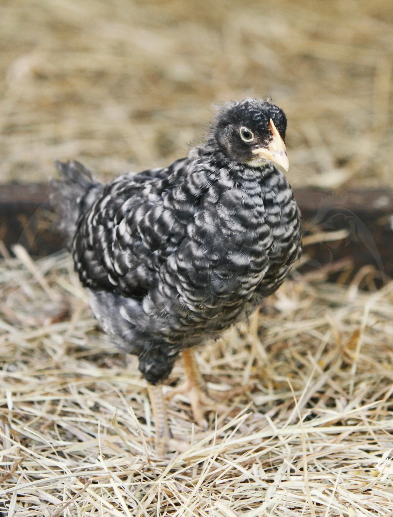 5 WEEK BARRED ROCK.jpg