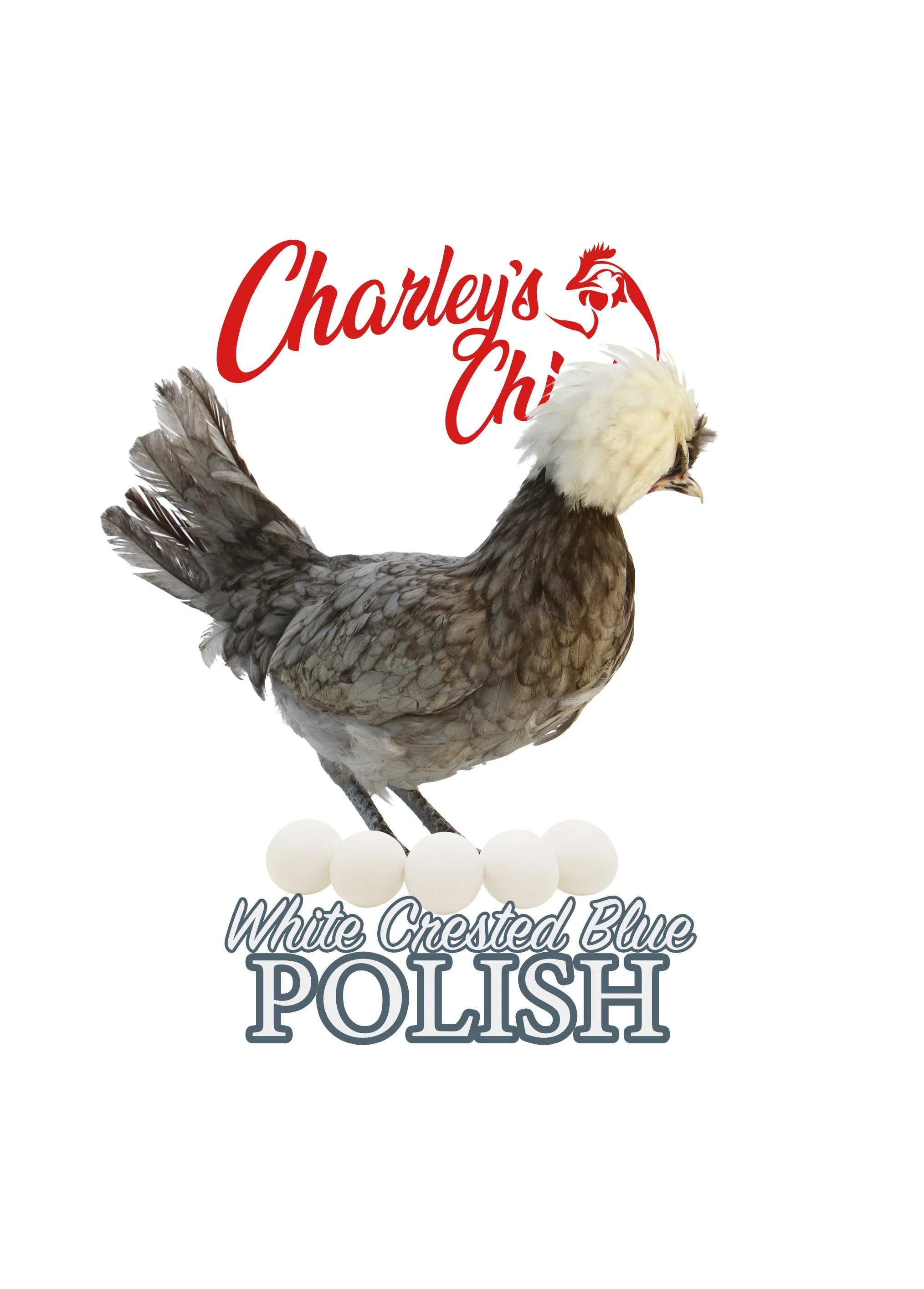 White Crested Blue Polish - July 18 Pickup