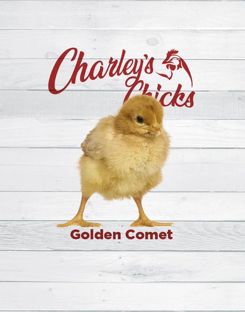 Golden Comet Chick
