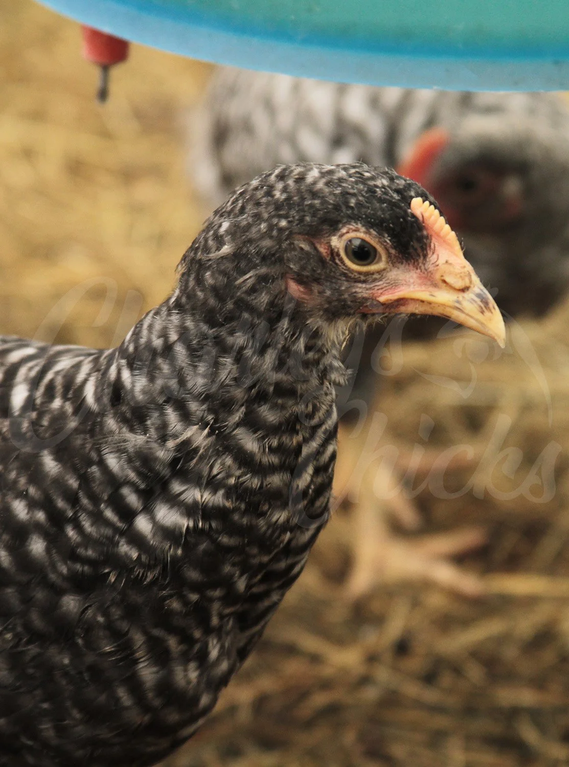 7 WEEK BARRED ROCK.jpg