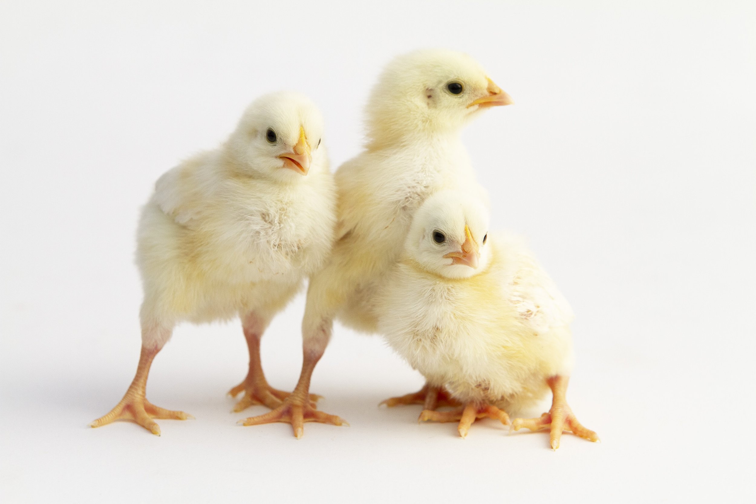 Charley's Chicks