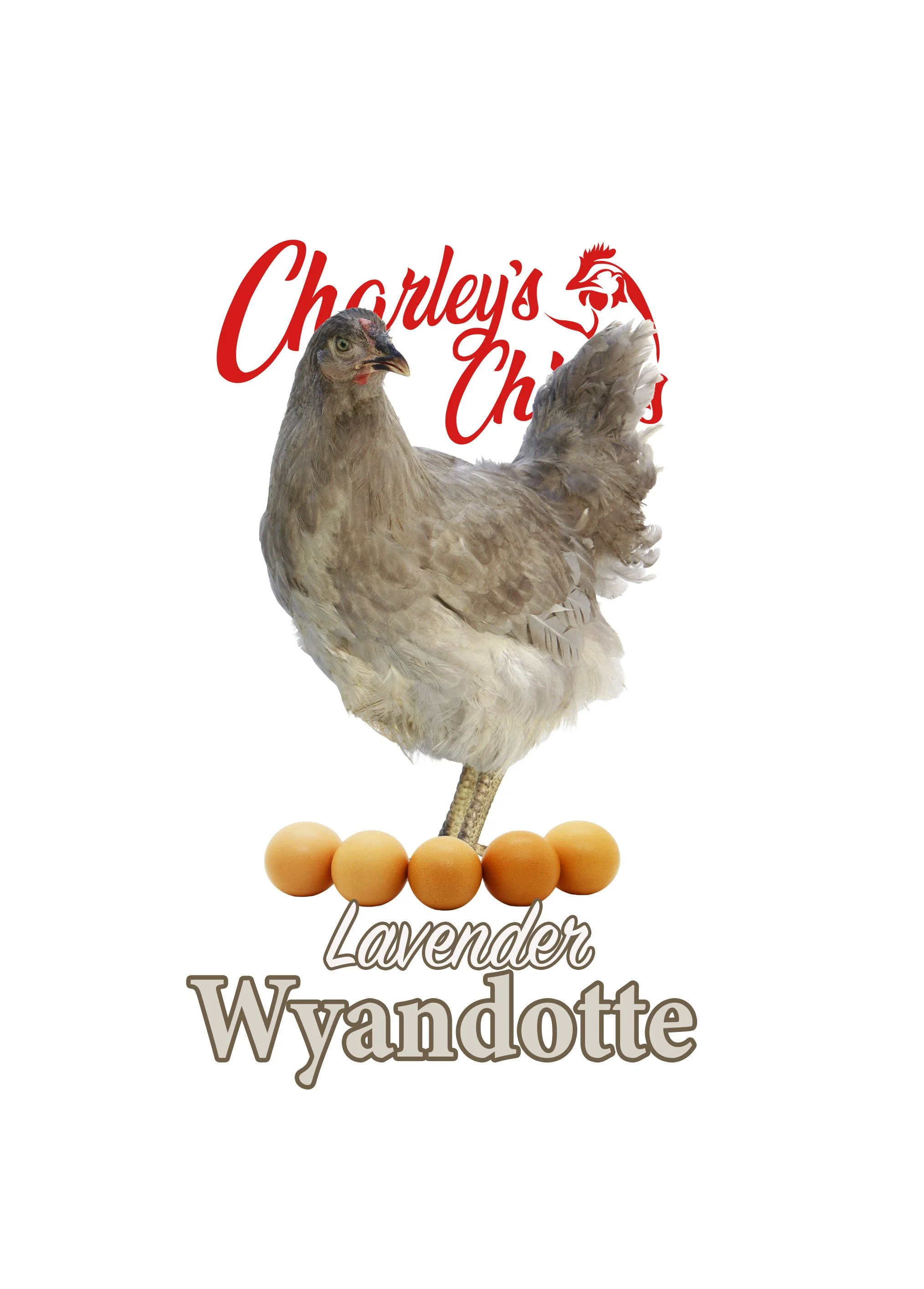 LAVEBDER WYANDOTTE FEATURED IMAGE.jpg