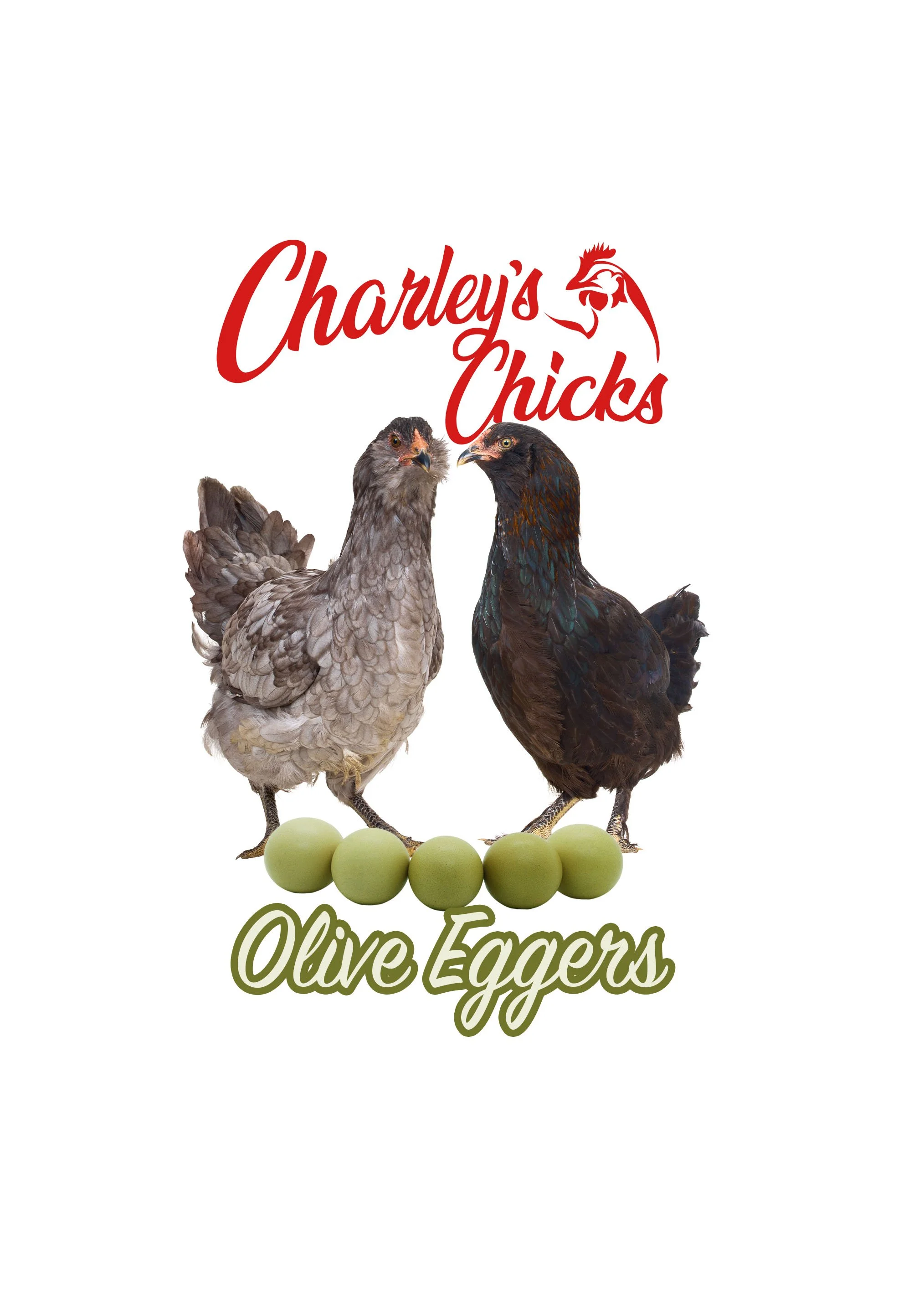 Olive Egger - Feb 21 Pickup