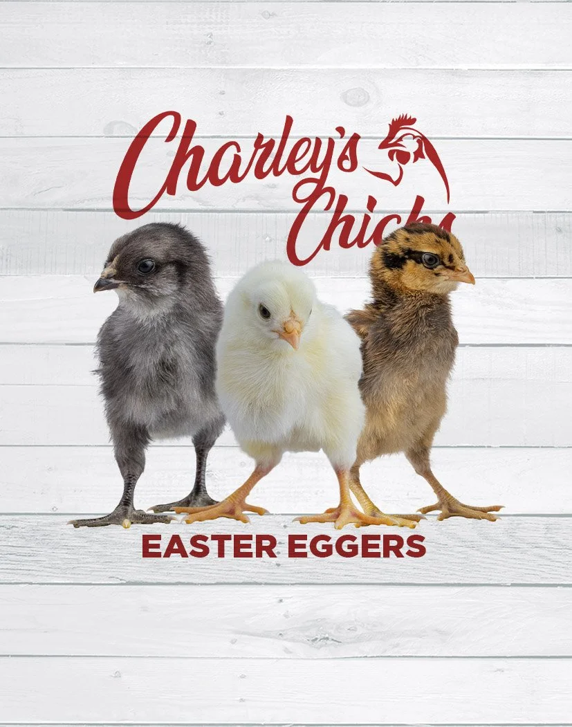 Easter Egger Chick
