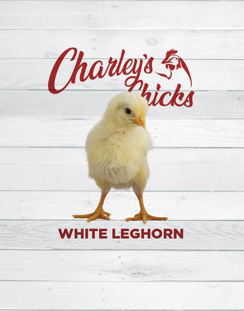 White Leghorn Chick