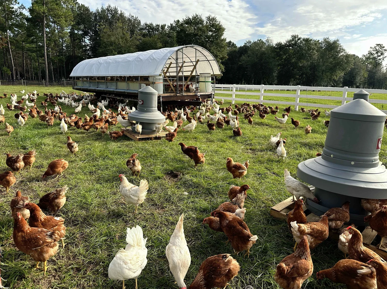 Pasture Raised Eggs Charley s Chicks pasture-raised-eggs-charley-s-chicks