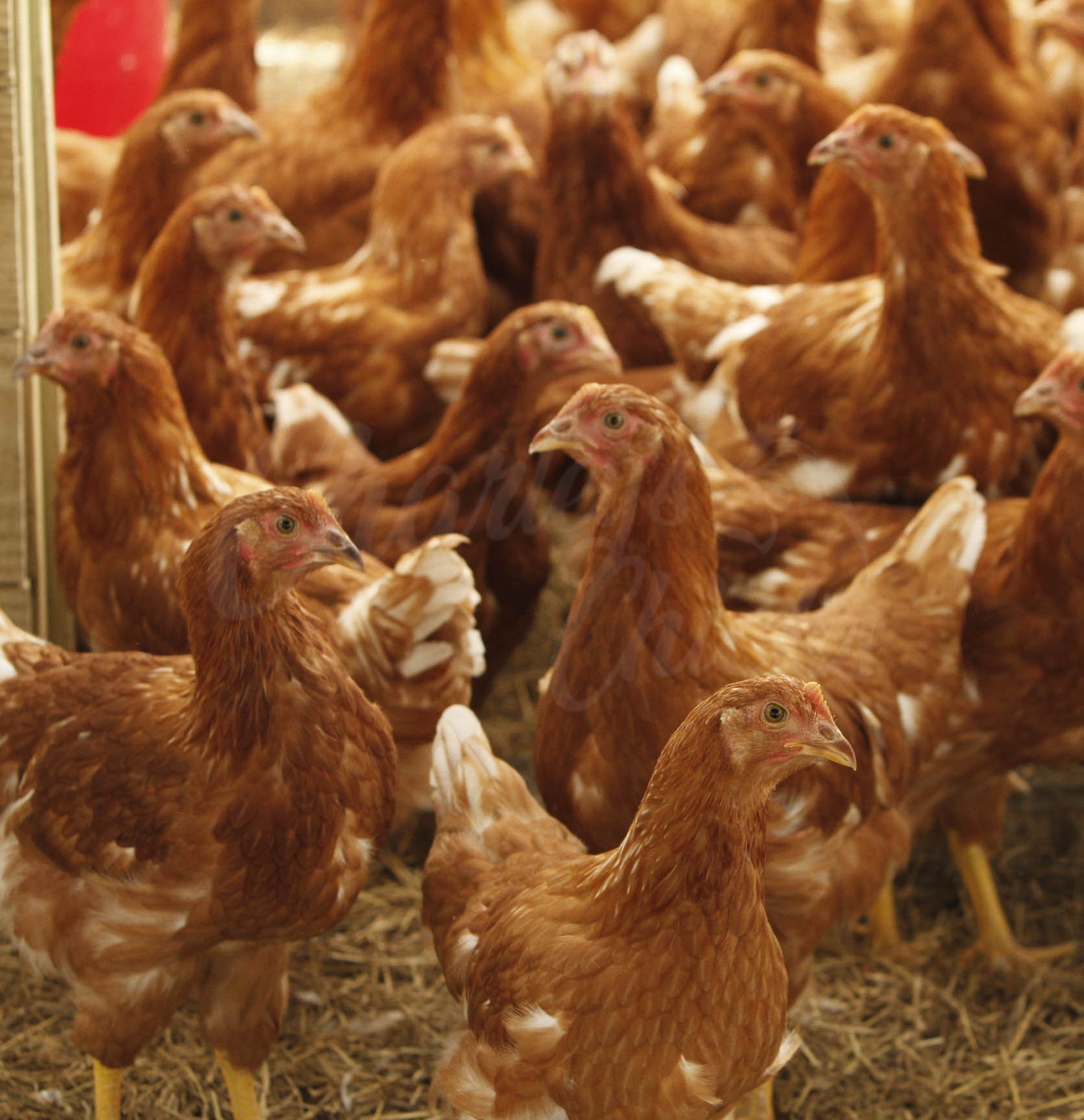 GOLDEN COMET 13 WEEKS.jpg