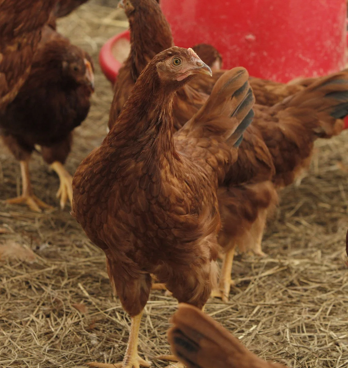 RHODE ISLAND RED JUVENILE.jpg