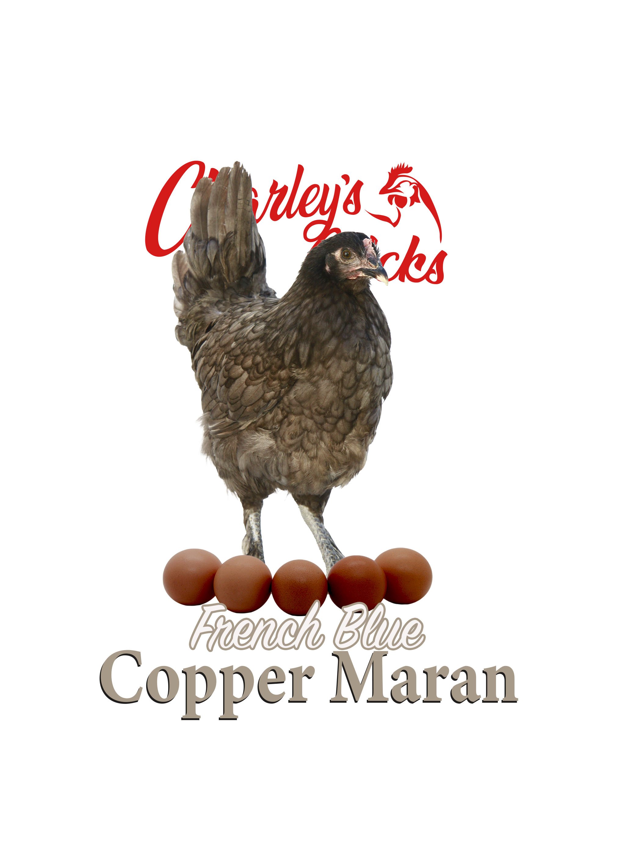 BLUE COPPER MARAN FEATURED IMAGE.jpg