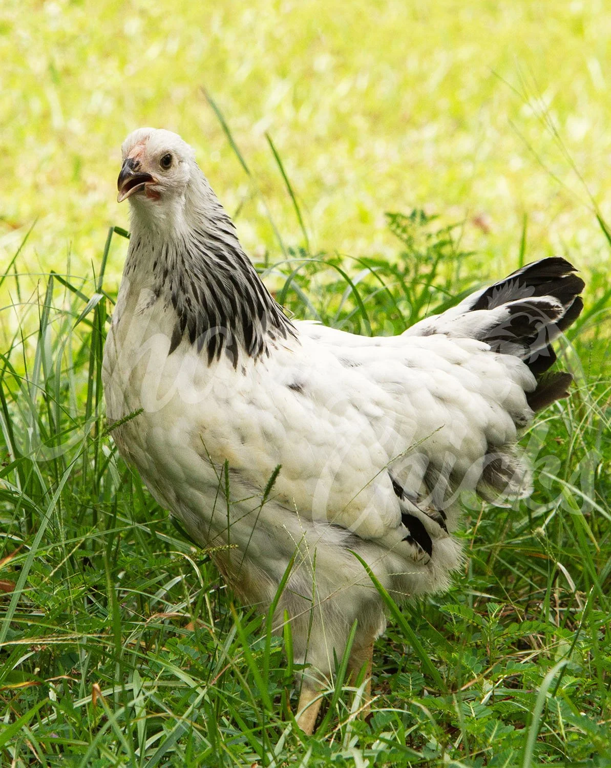 COLUMBIAN WYANDOTTE_01.jpg