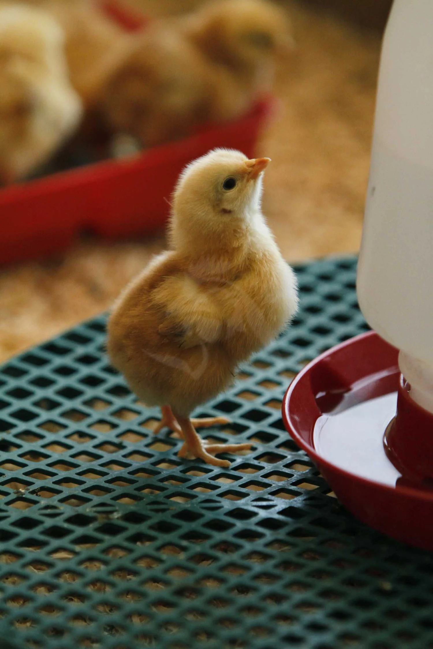 Freedom Ranger Chickens Australia