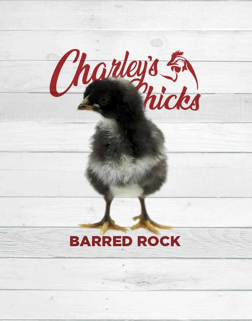 BARRED ROCK_SITE FEATURED IMAGE.jpg