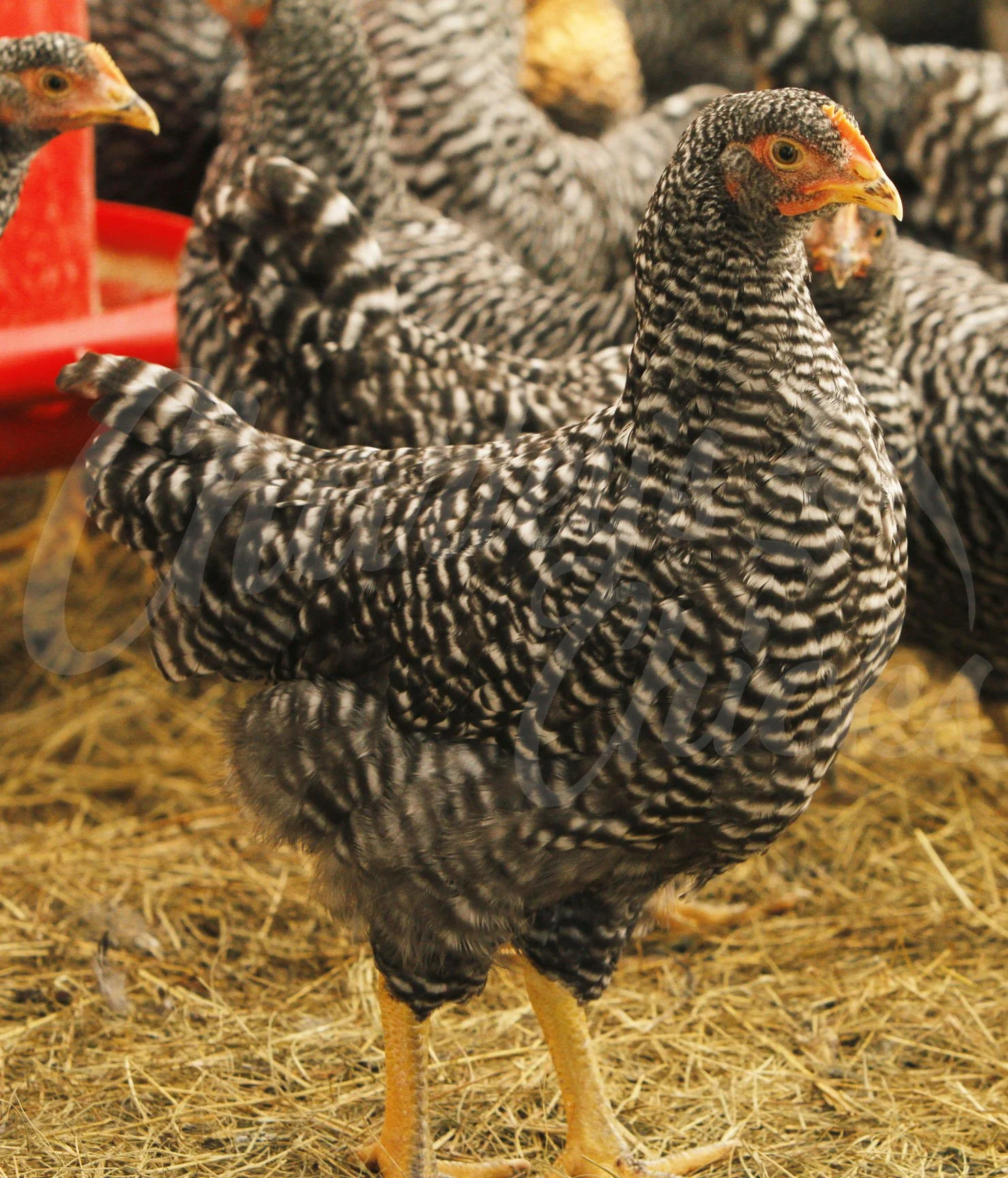 13 WEEK BARRED ROCK.jpg