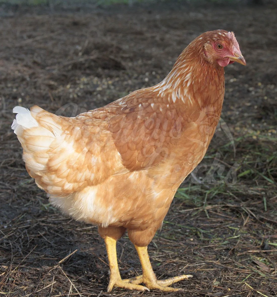 GOLDEN COMET 19 WEEKS.jpg