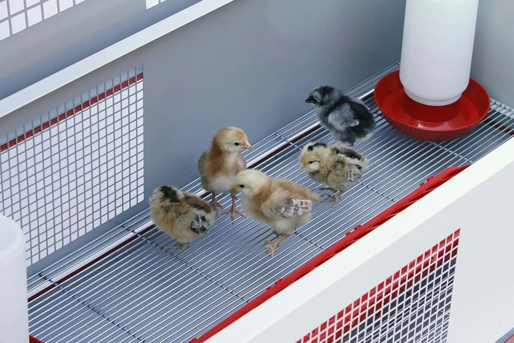 CHICK BROODER BOX W_CHICKS.jpg