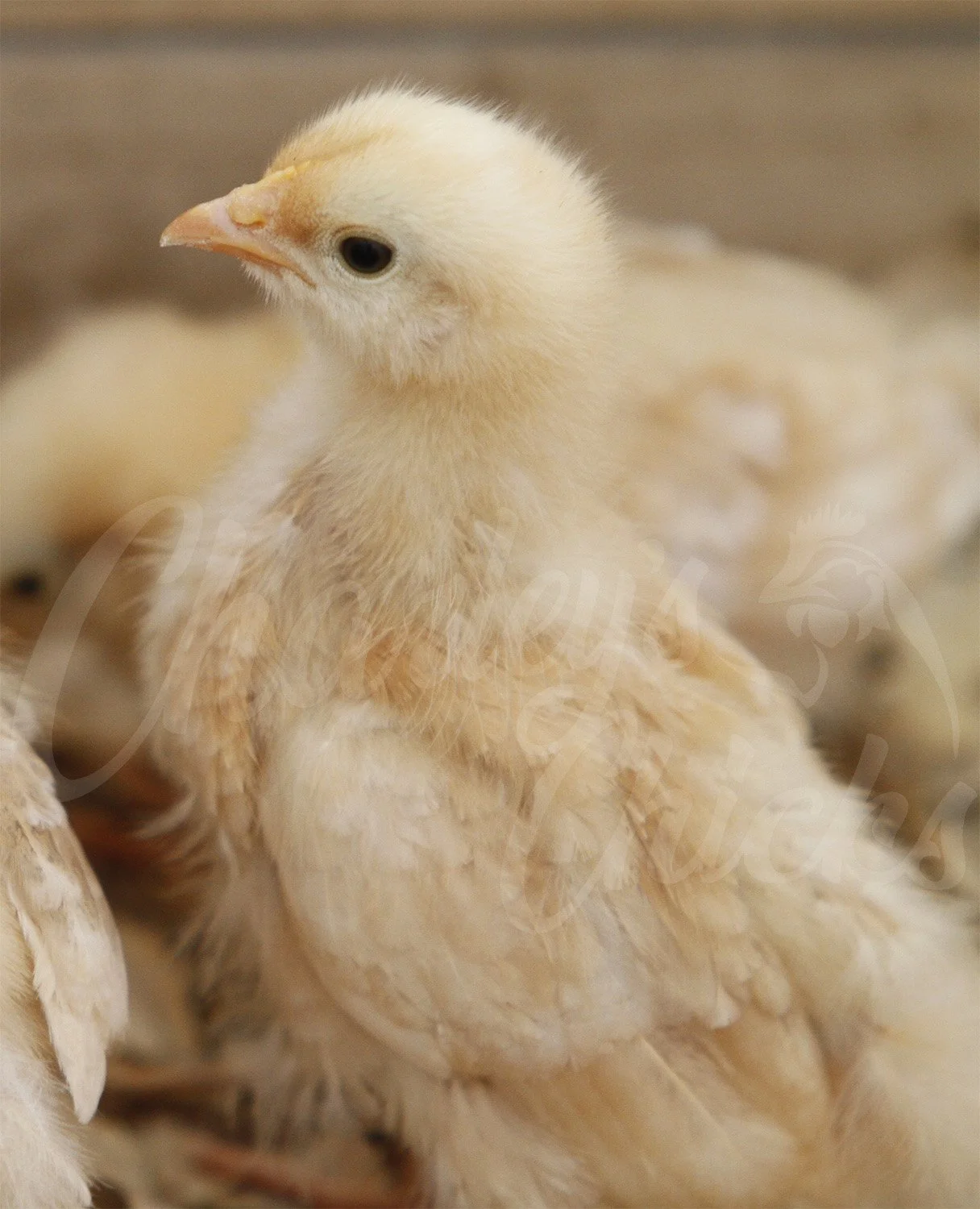 Buff Orpington