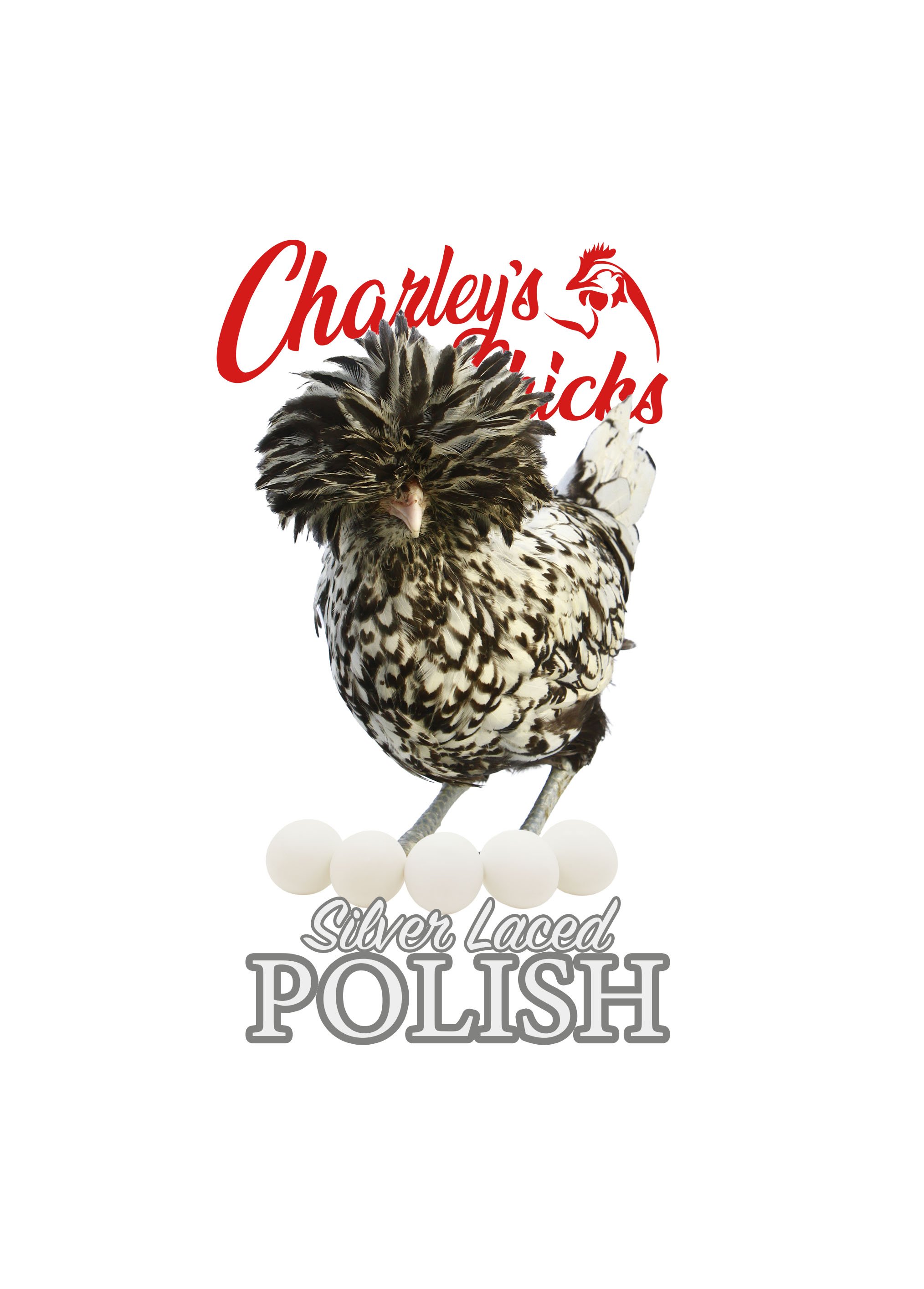 Silver Laced Polish