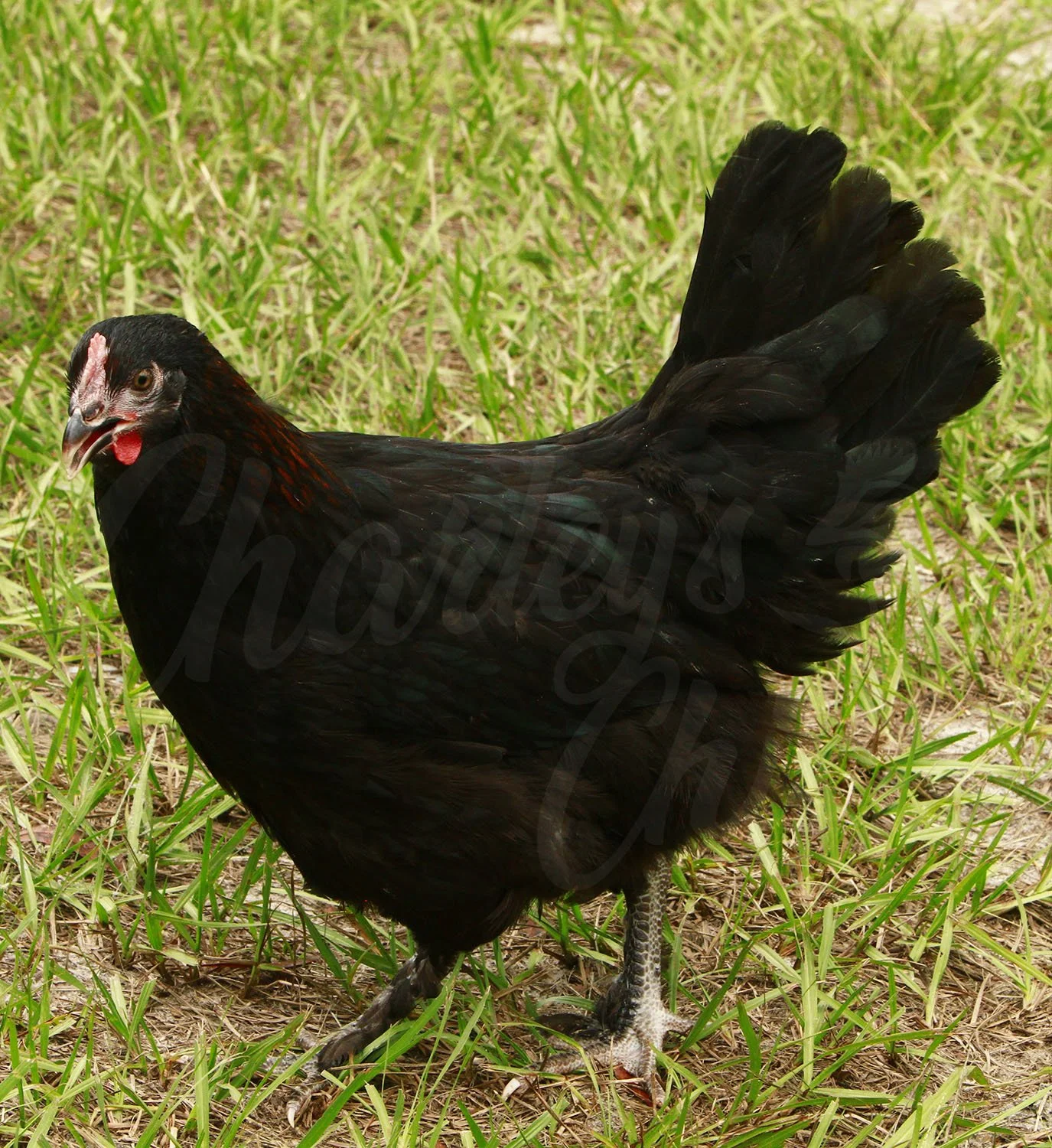 FRENCH BLACK COPPER MARAN_01.jpg