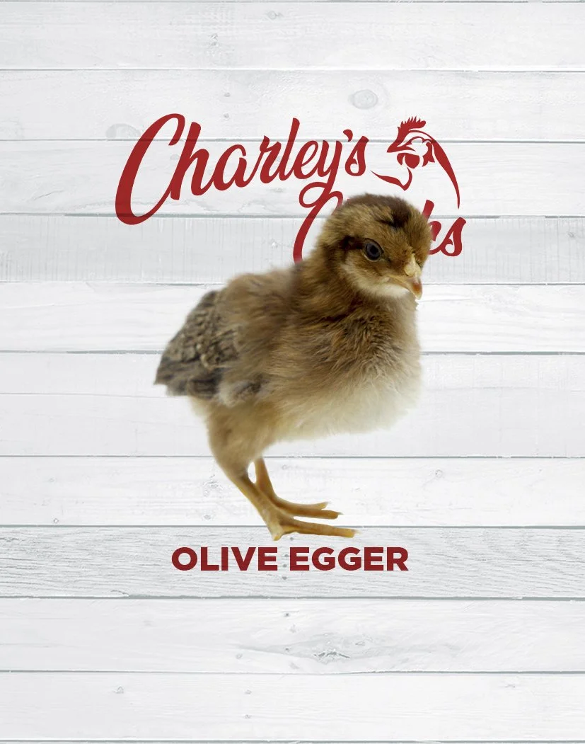 OLIVE EGGER_SITE FEATURED IMAGE.jpg