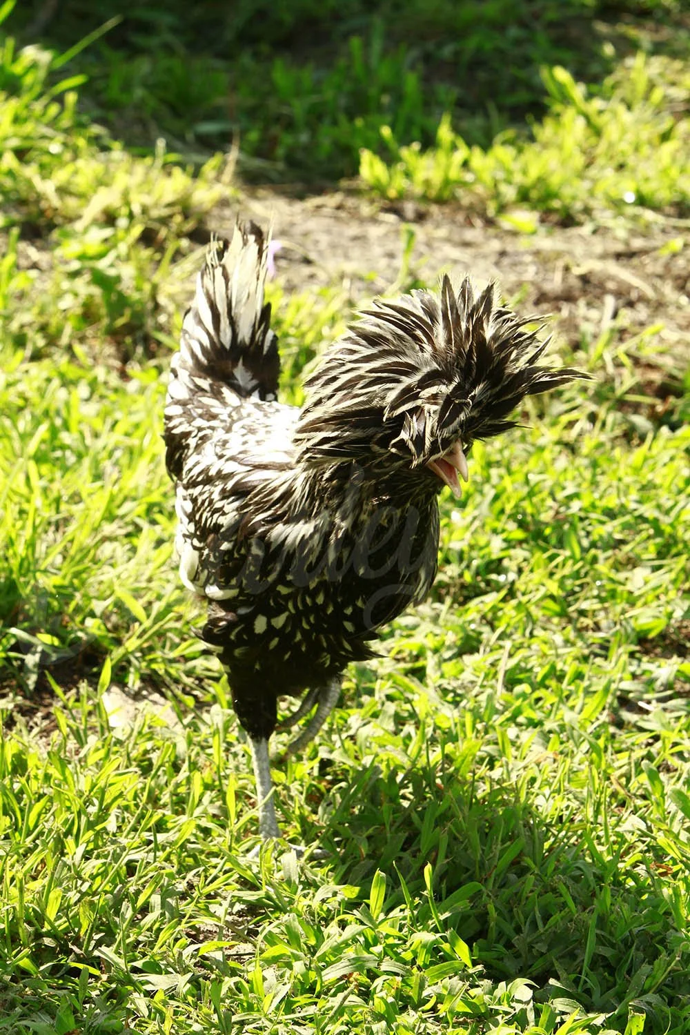 SILVER LACED POLISH_01.jpg