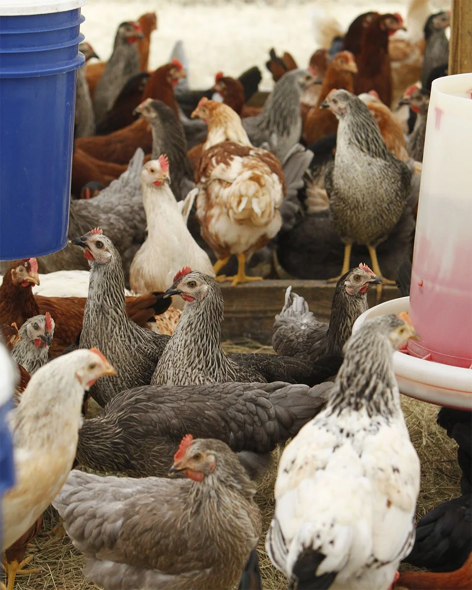 EASTER EGGER PULLETS_04.jpg