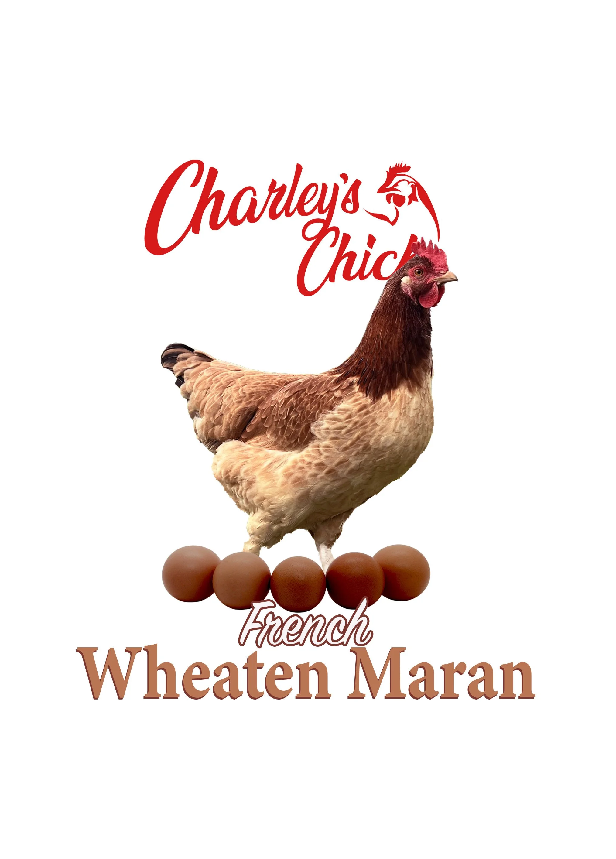 French Wheaten Maran - April 18 Pickup