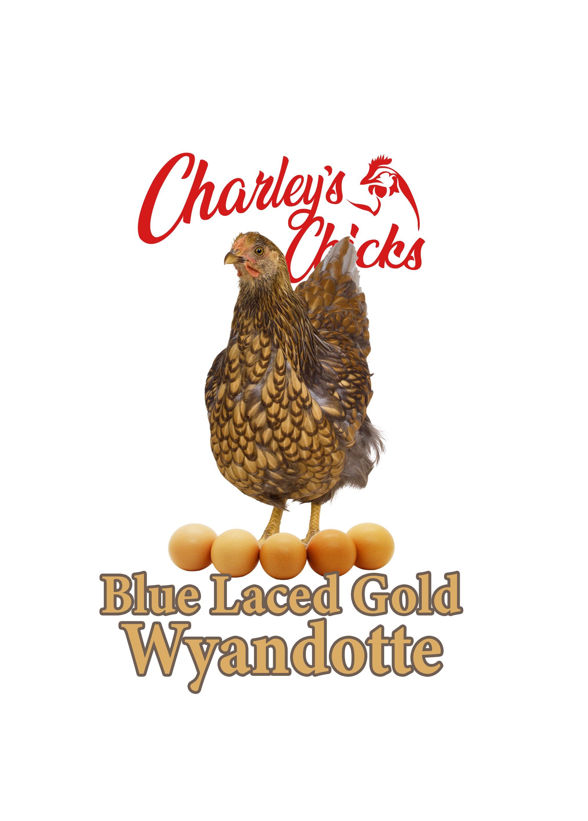 Blue Laced Gold Wyandotte - Feb 21 Pickup