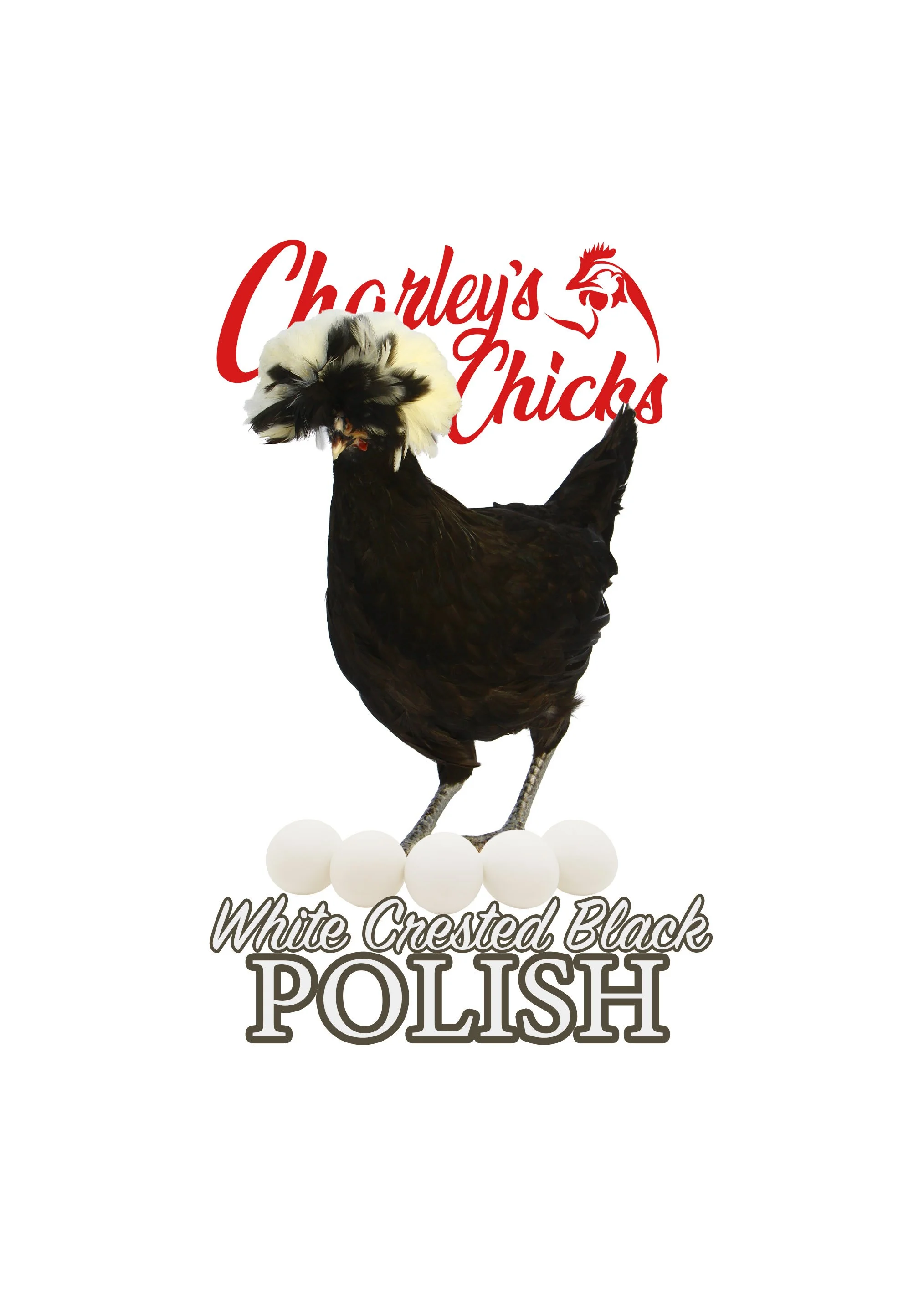 White Crested Black Polish- July 18 Pickup