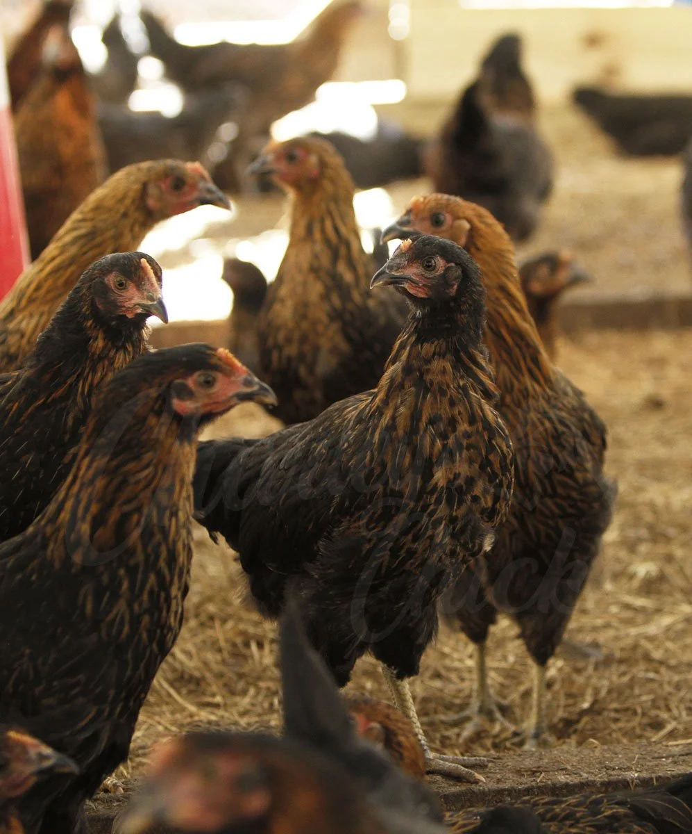 BLACK SEX LINK 13 WEEKS.jpg