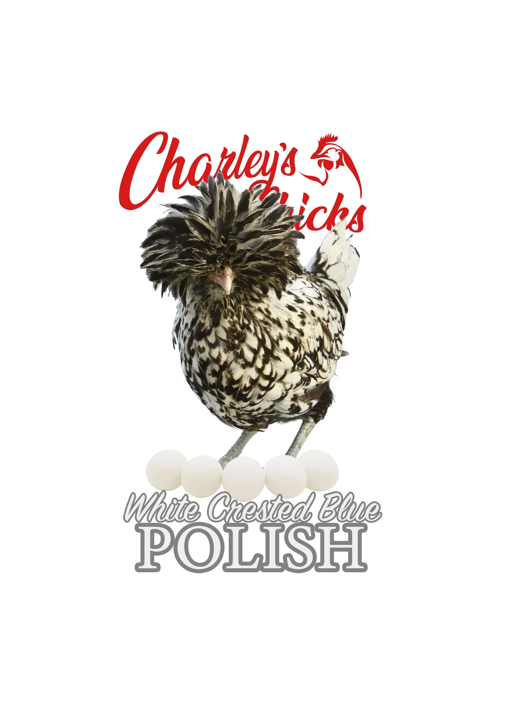 SILVER LACED POLISH_RTL.jpg