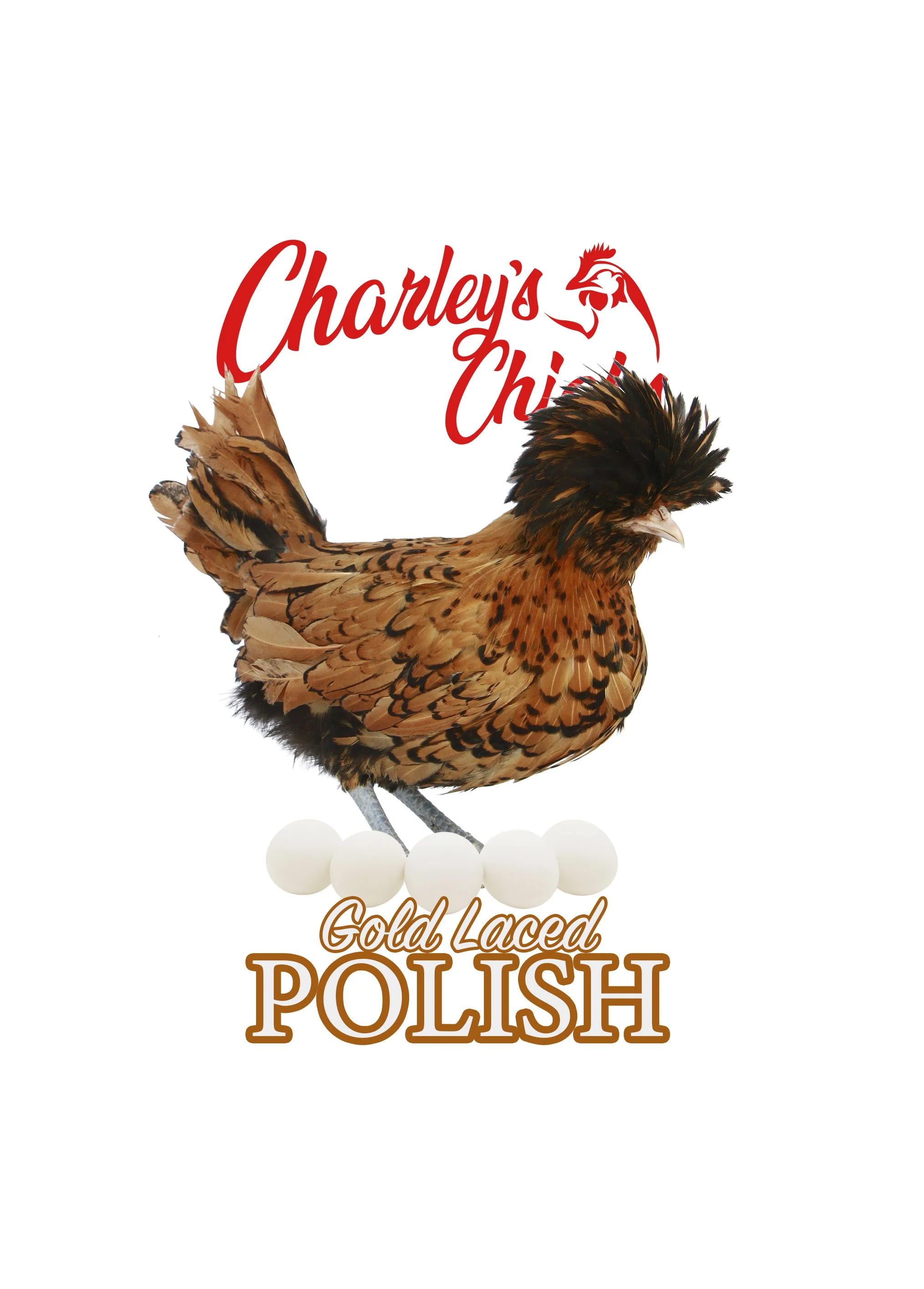 GOLD LACED POLISH_RTL.jpg