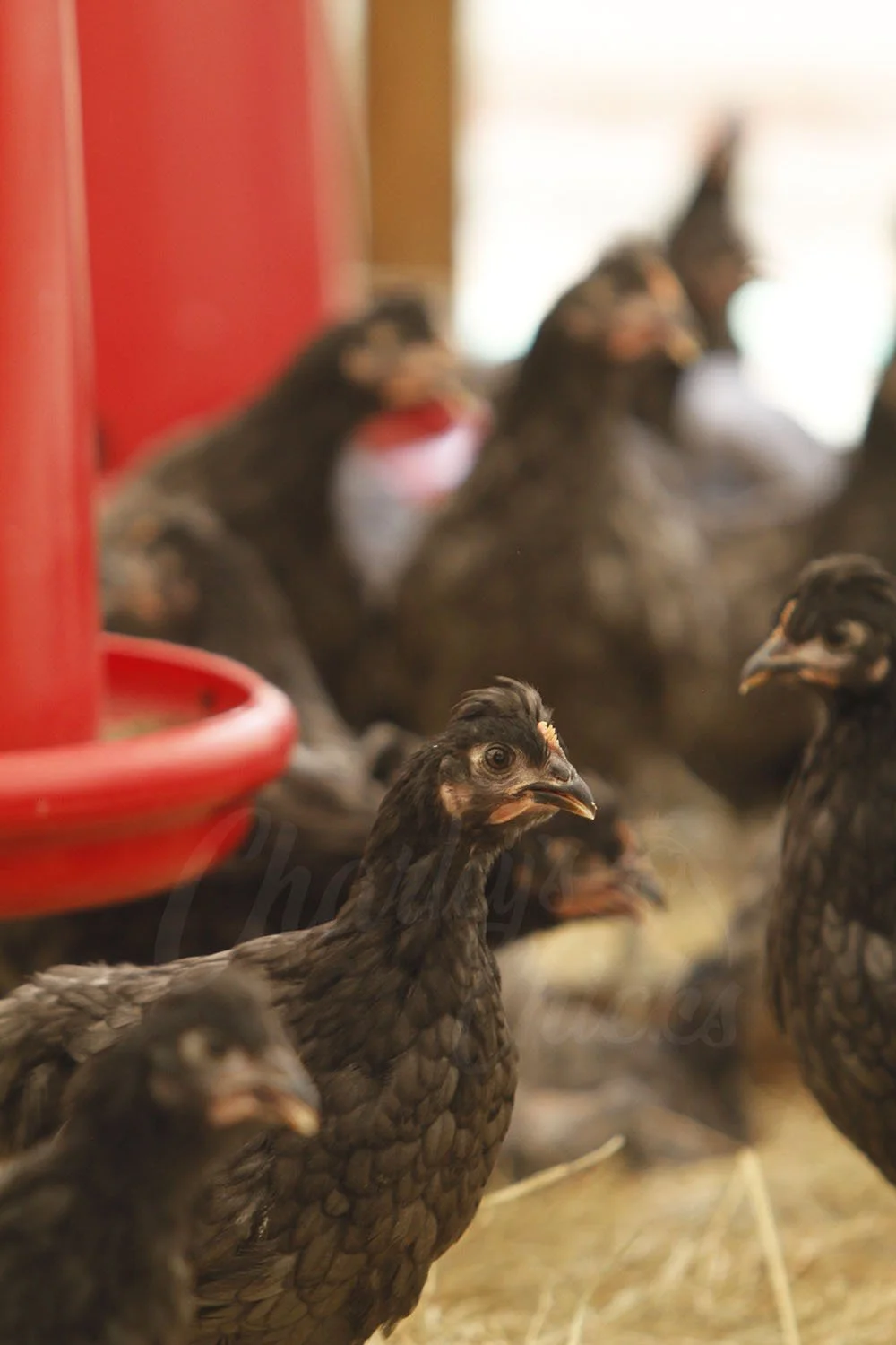 SAPPHIRE OLIVE EGGER_02.jpg