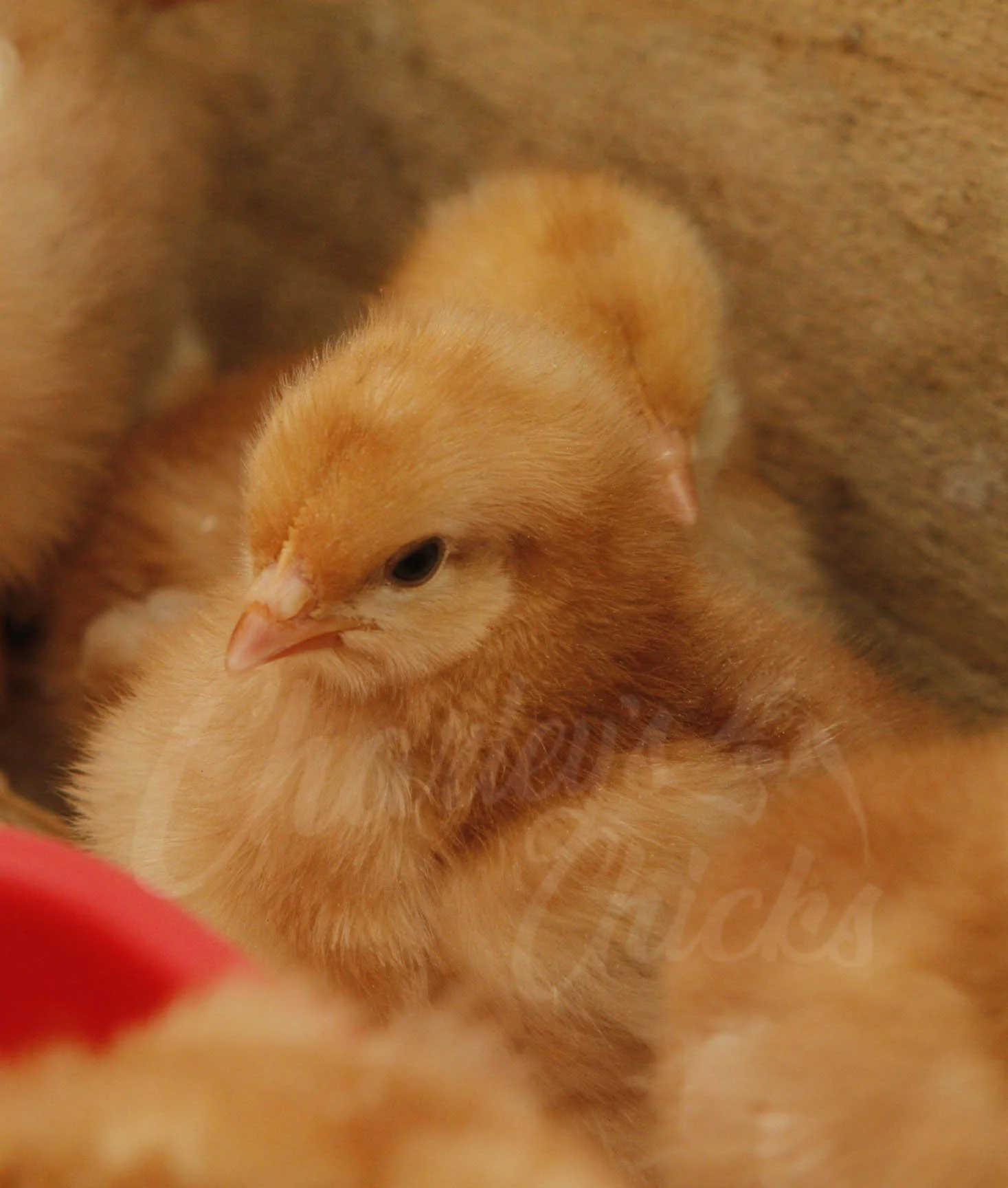 GOLDEN COMET 1 WEEK.jpg