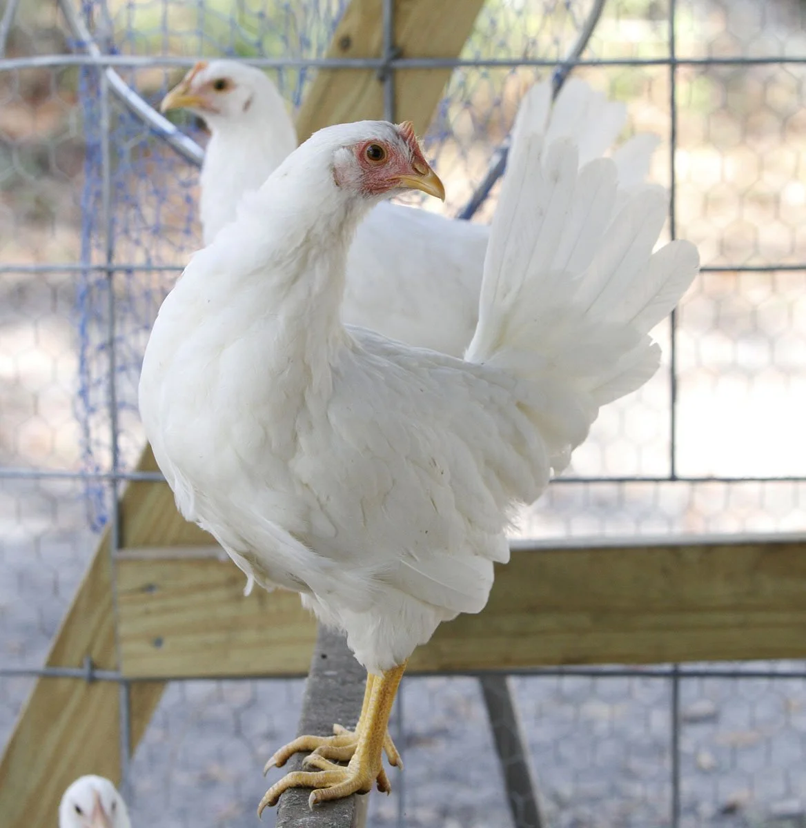 WHITE LEGHORN JUVENILE.jpg