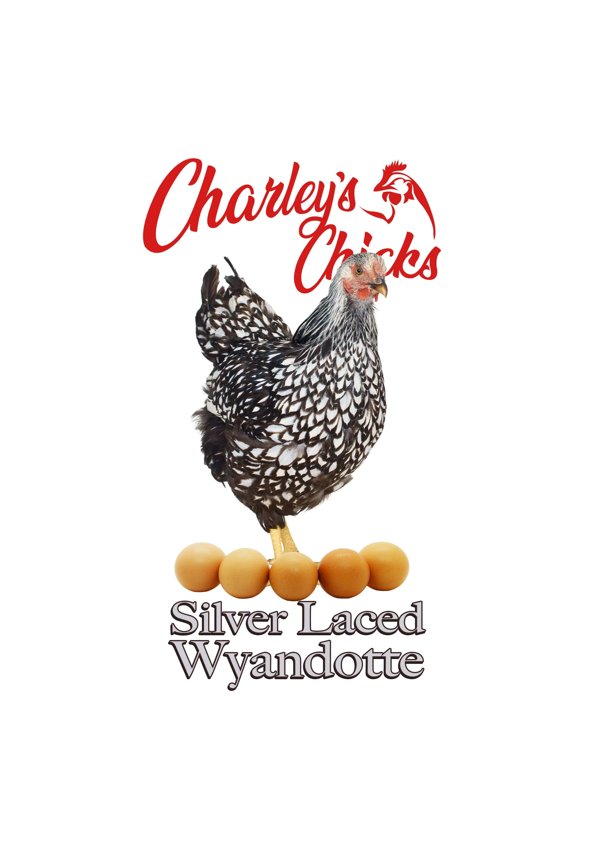 Silver Laced Wyandotte - Feb 21 Pickup