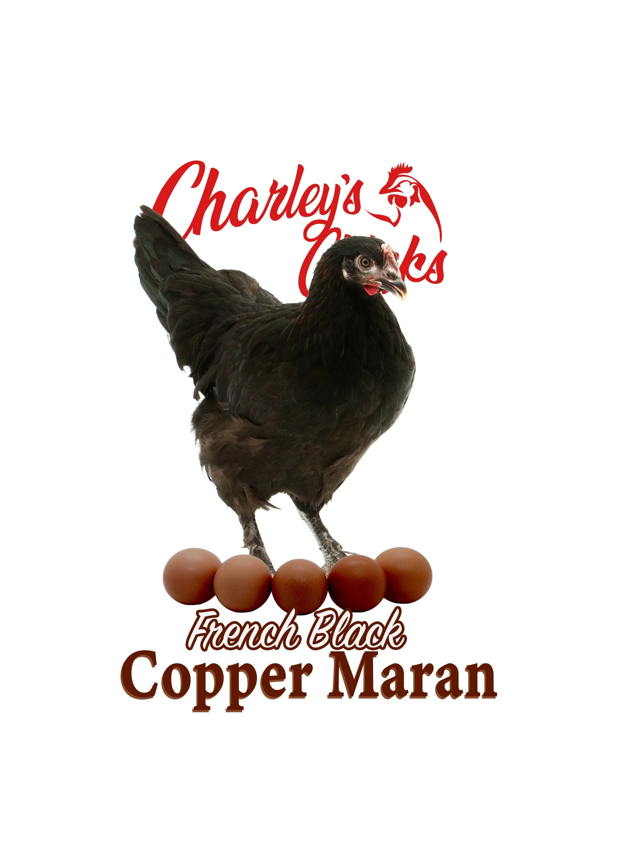 French Black Copper Maran - Oct 24 Pickup