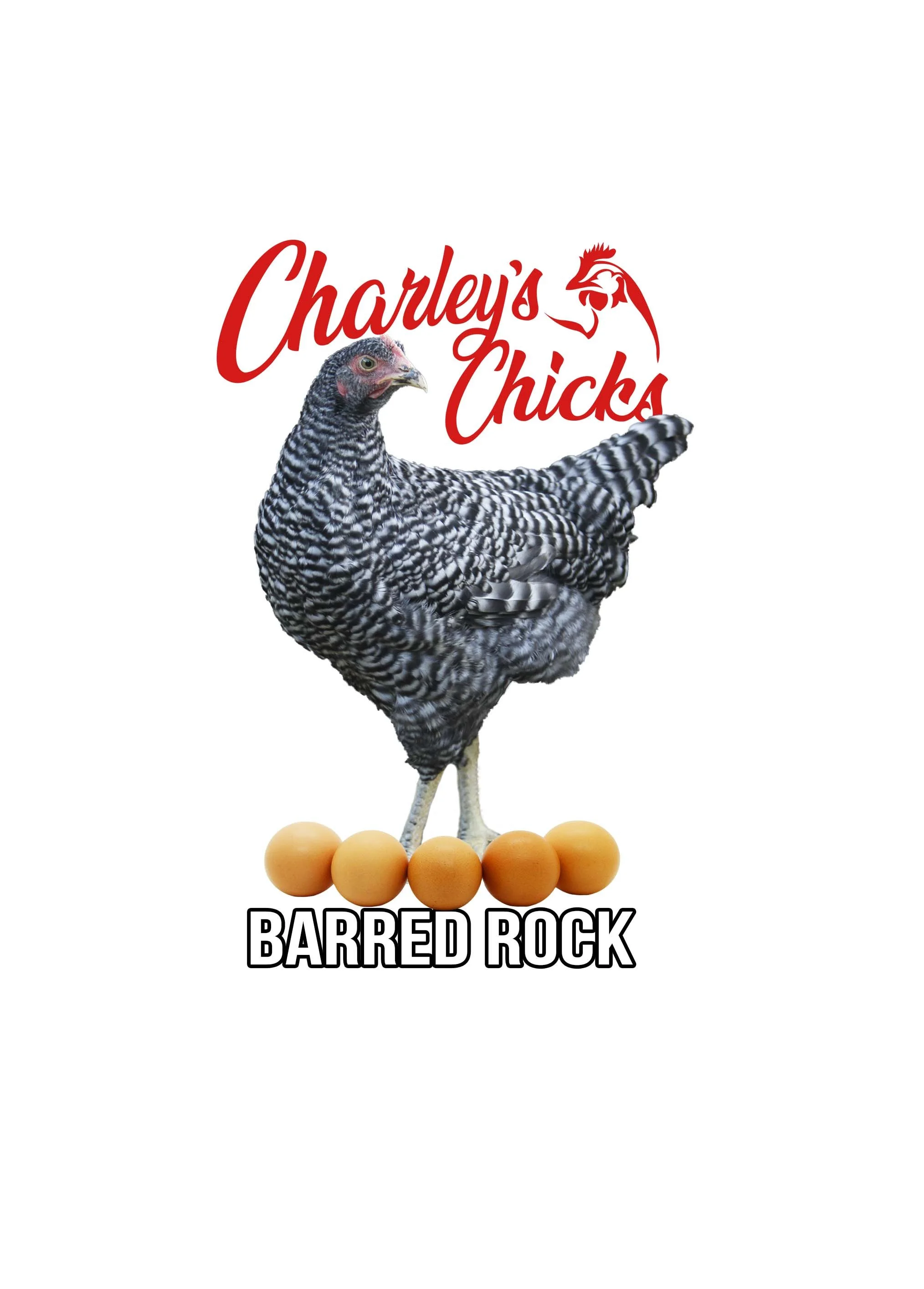 Barred Rock - June 13 Pickup