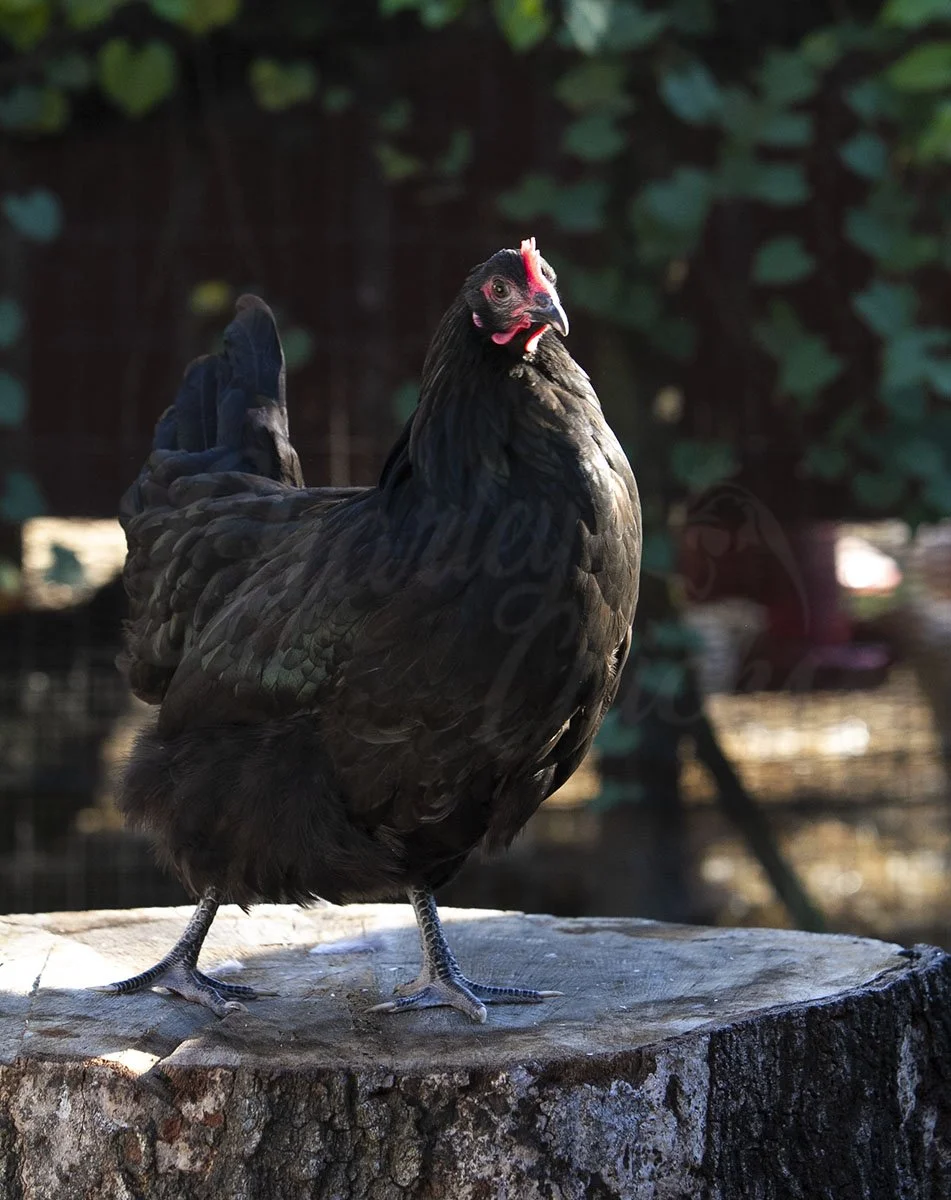 BLACK AUSTRALORP_20 WEEK.jpg
