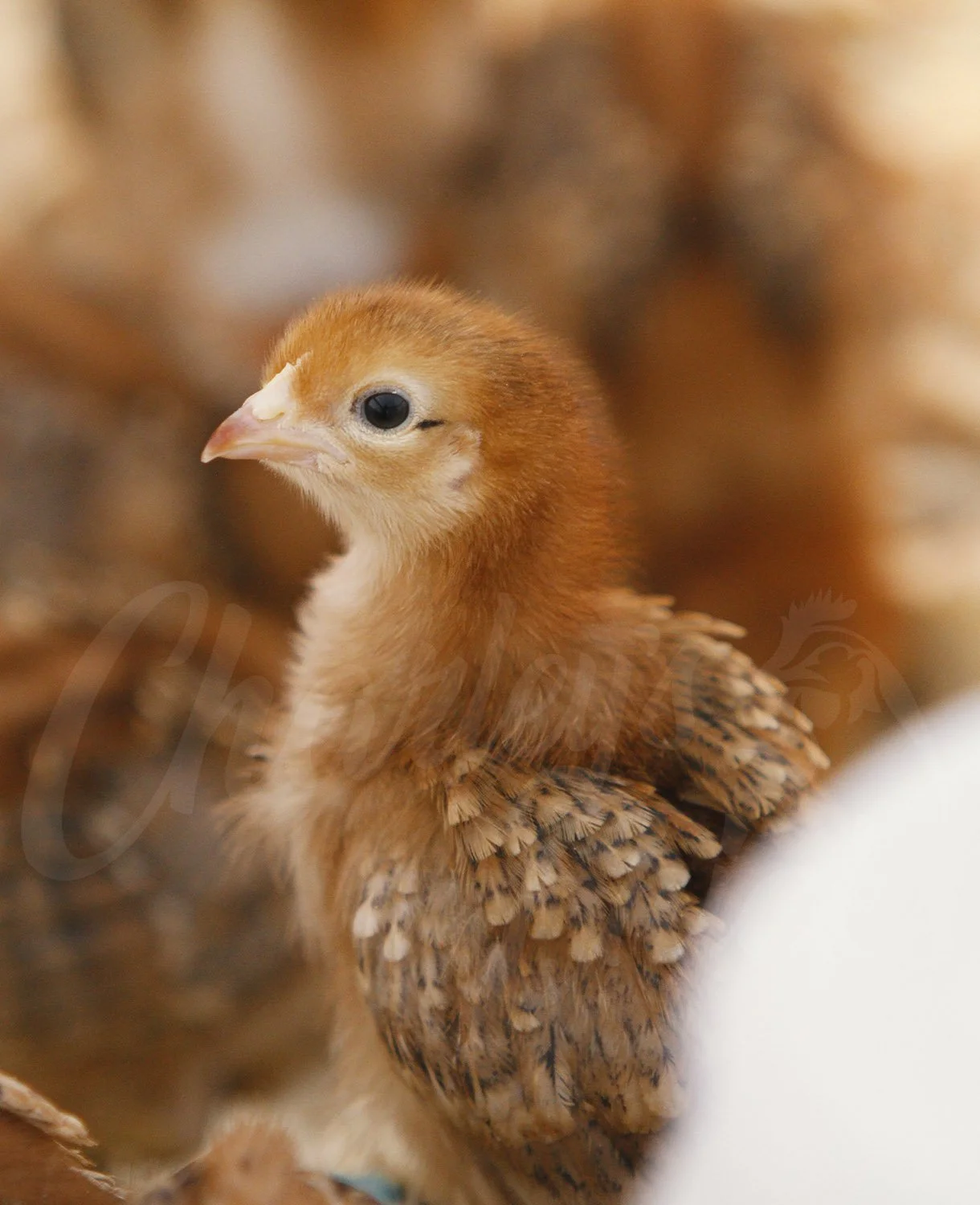 Rhode Island Red