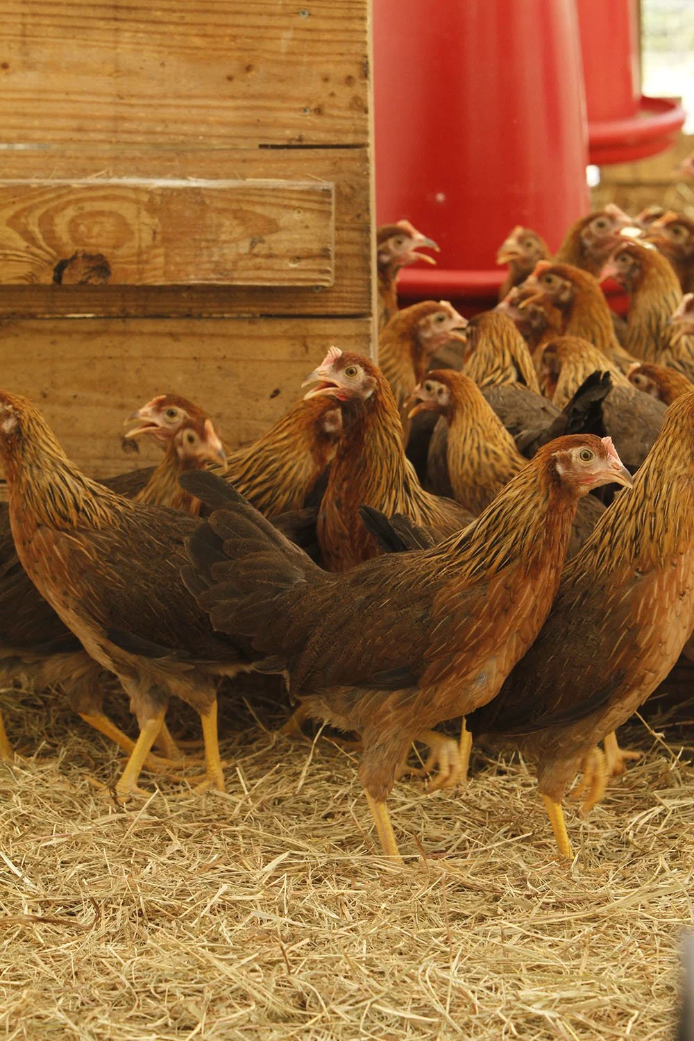 BROWN LEGHORN_01.jpg