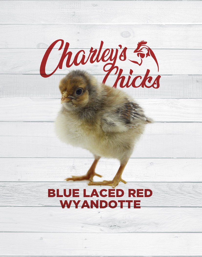 Blue Laced Red Wyandotte Chick