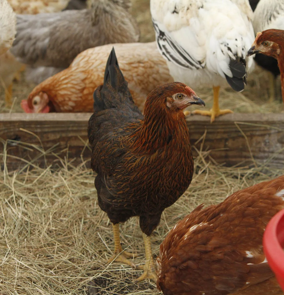 EASTER EGGER PULLETS.jpg