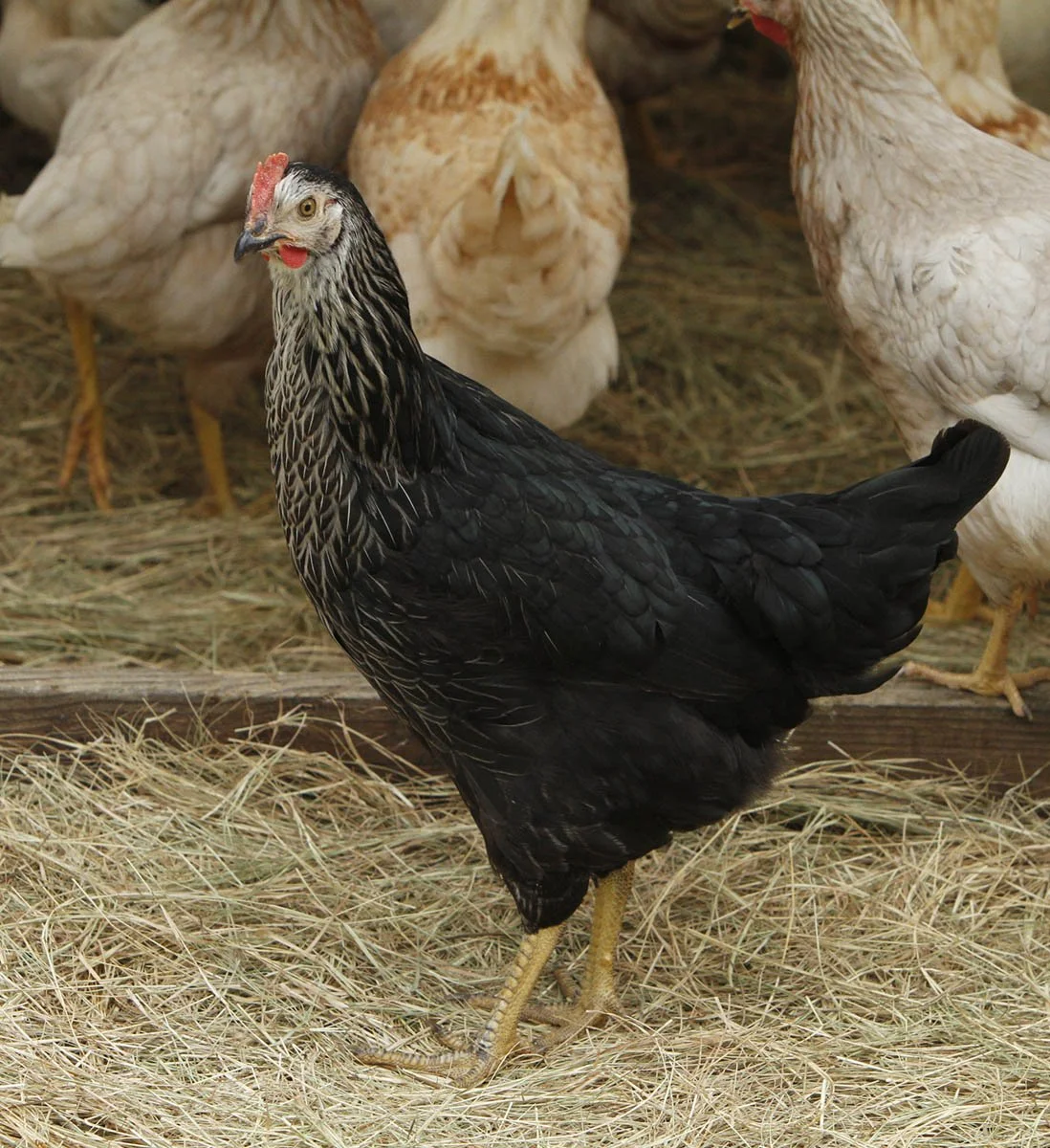 EASTER EGGER PULLETS_03.jpg