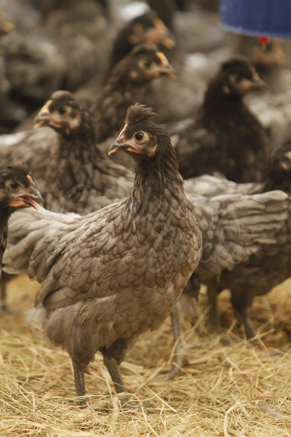 SAPPHIRE OLIVE EGGER_01.jpg