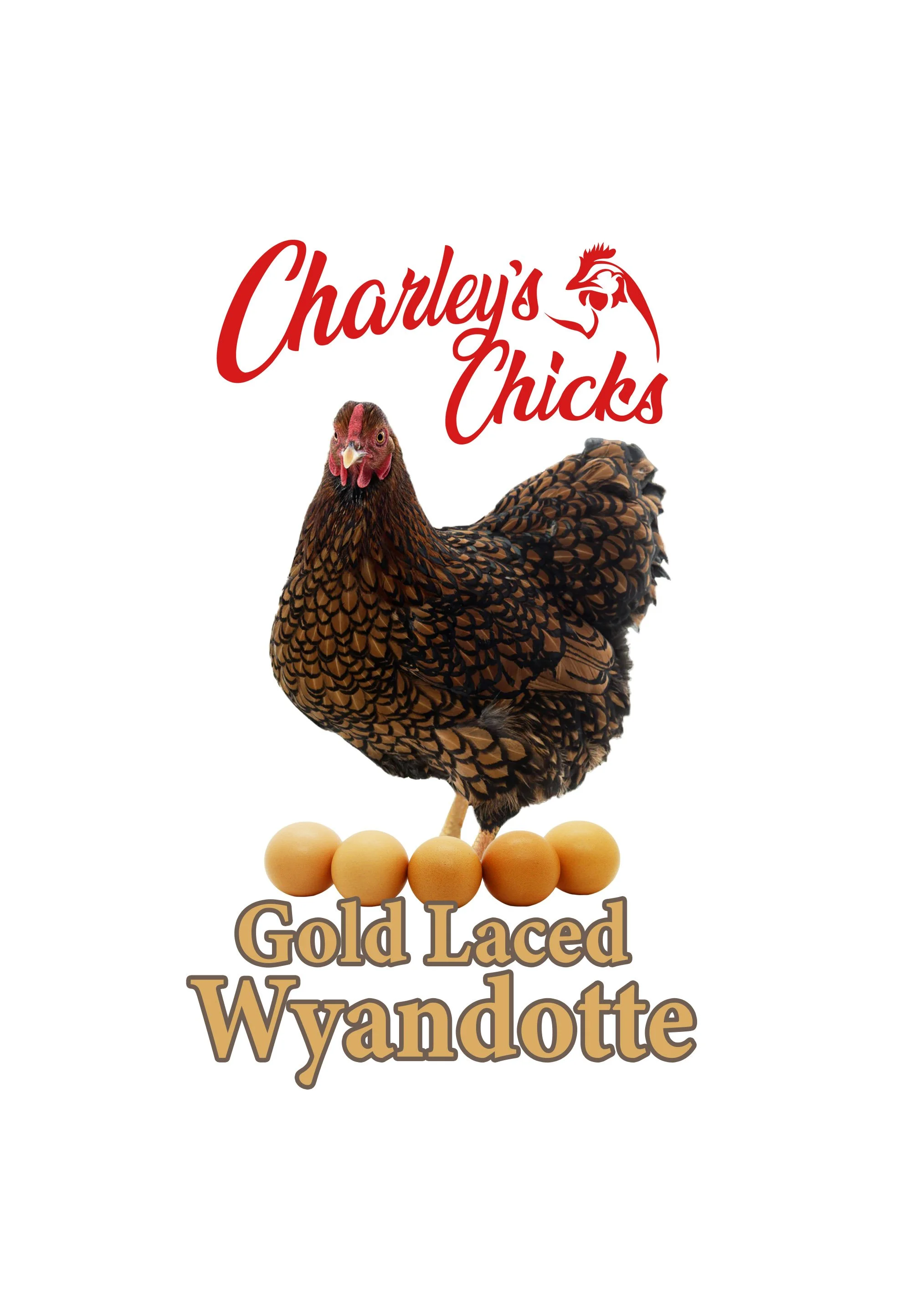 Gold Laced Wyandotte - April 18 Pickup