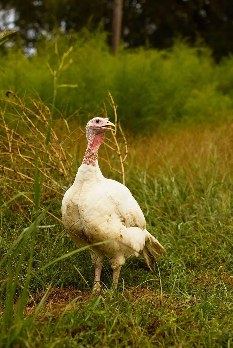 TURKEY_PASTURE RAISED.jpg