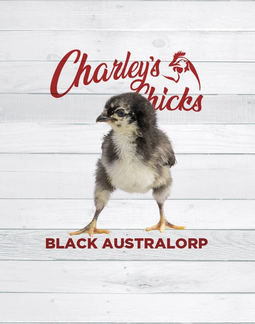 BA_WEBSITE IMAGE.jpg