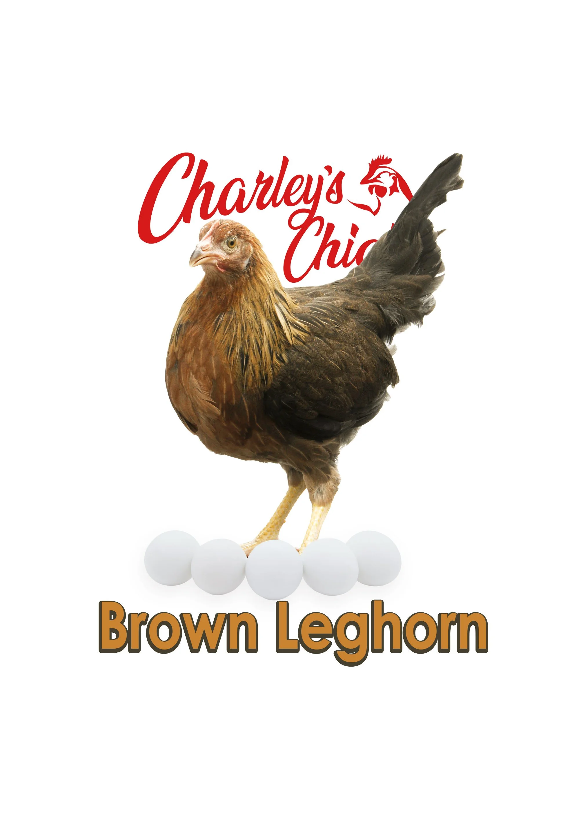 Brown Leghorn - June 13 Pickup