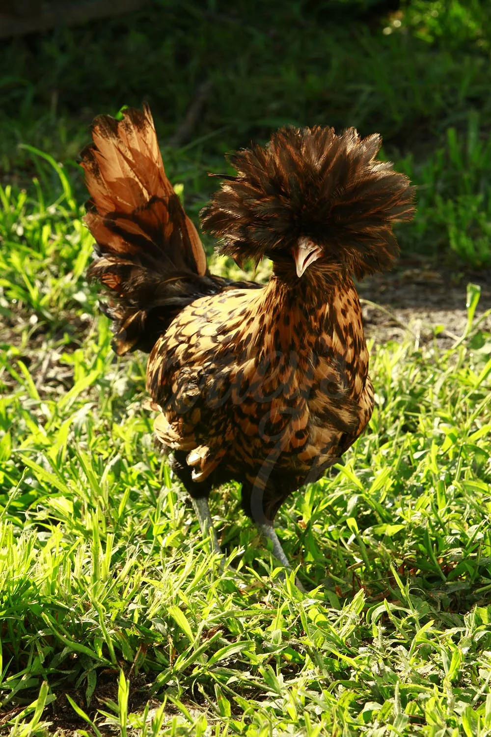 GOLD LACED POLISH_01.jpg